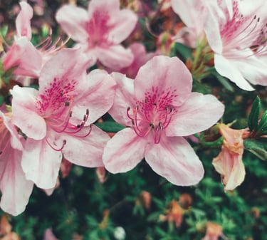 pink-white Rhododendron blooms
