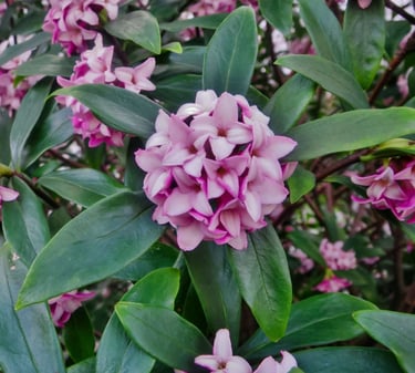 a evergreen bush with pink flowers named Daphne
