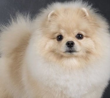 venta perritos pomerania argentina