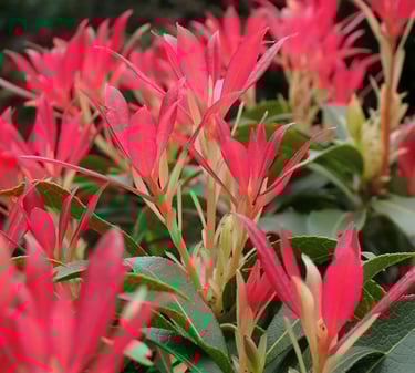 green and red Pieris Japonica leaves in shade