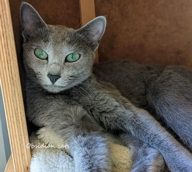 bleu russe Obsidian cats