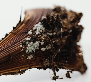 Rotting plant stump due to excess moisture