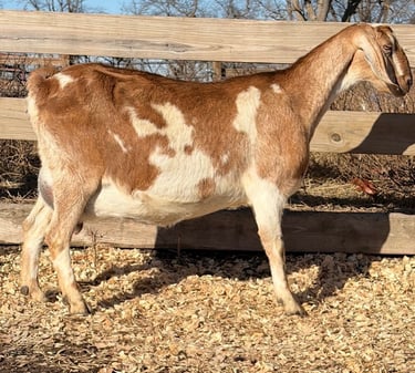 brown and white goat standing against a fence 