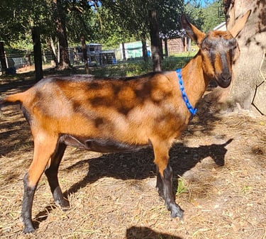 Young oberhasli goat doe standing in dappled sunlight
