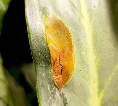 Blister-like swellings, known as edema on a Aglaonema Ghost / Aqua Green