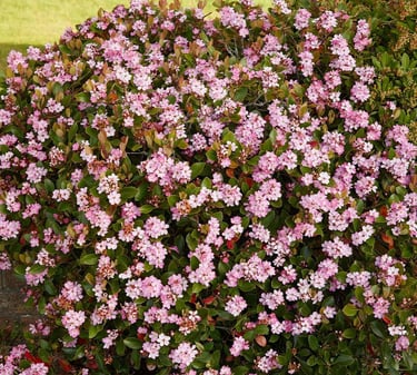 an evergreen full sun bush with multiple pink flowers
