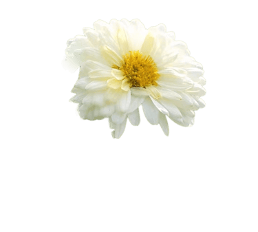 chrysanthemum