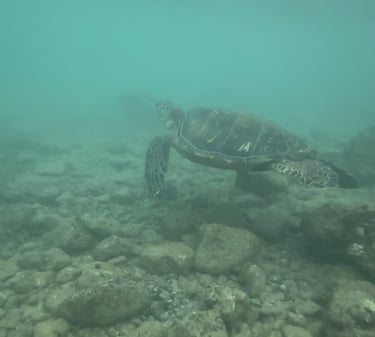 turtle in popular snorkeling spots kauai poipu