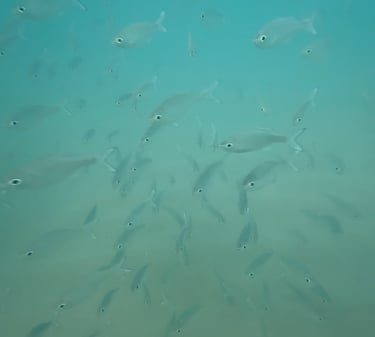 snorkeling lydgate beach park kauai