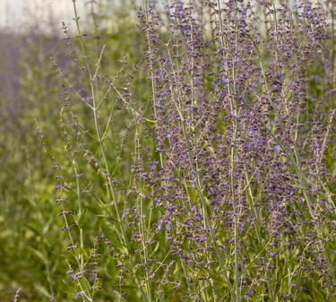 an Russian Sage bush that is deer resistant