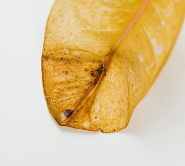 Dead yellowing leaf from a Ficus tree