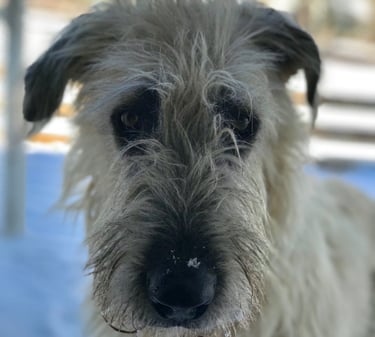 Close up of Irish Wolfhound’s face with snow on her beard
