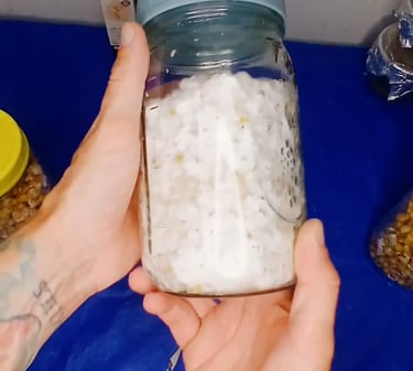 A fully colonized grain jar