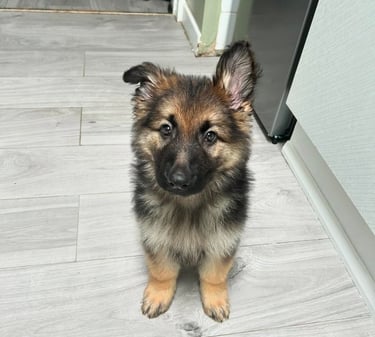 German Shepherd puppies for sale