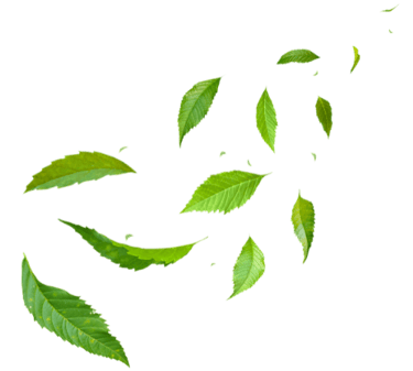 image of green leaves floating in the air