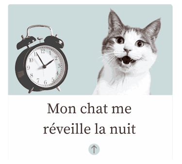 Chat miaule la nuit