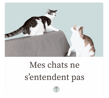 Chats ne s'entendent pas