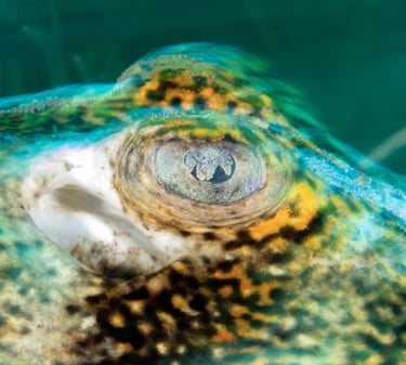 long exposure macro shot of a yellow spotted sting ray in Cozumel Mexico