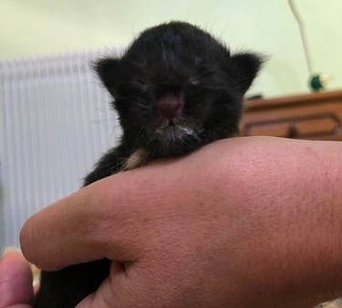 a small kitten is holding a small kitten