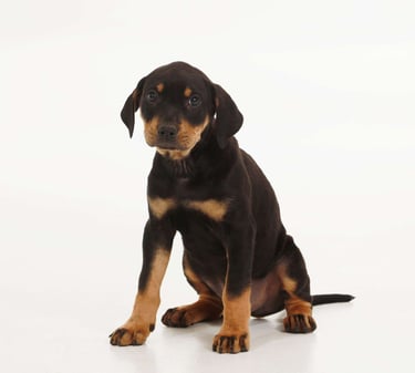 Catahoula Leopard Dog Puppies for Sale