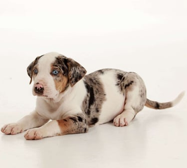 Catahoula Leopard Dog Puppies for Sale