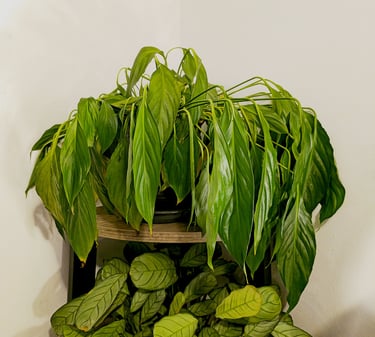 Extreme example of wilting caused by underwatering on a Peace Lily plant
