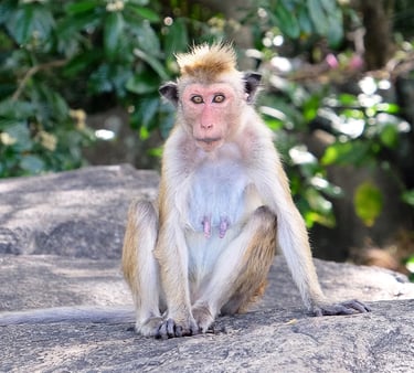 a monkey sitting on a rock with a tree in the background
