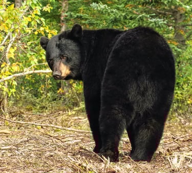 a black bear standing in the woods