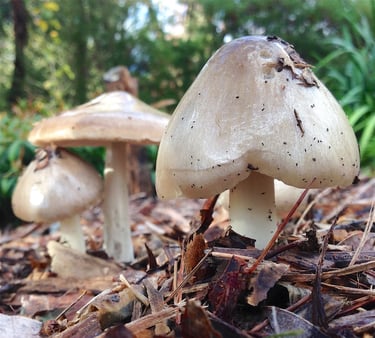a group of mushrooms sitting on the ground