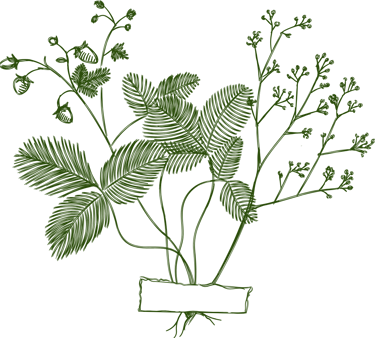 feuillage décoratif