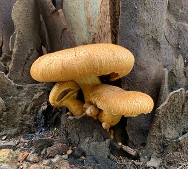 a group of mushrooms growing out of a tree stump