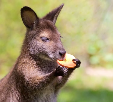 a kangaroo eating in a grassy field