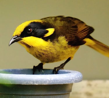 a helmeted honeyeater perched 