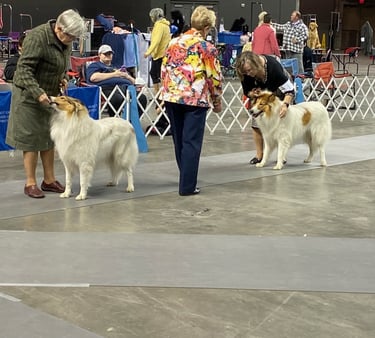 9 to 12 month, White Collie Puppy Dogs, BPUP, Nebraska PVKC