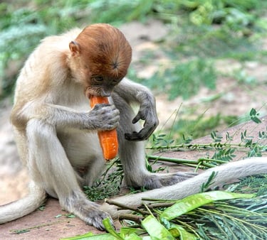 a probiscus monkey sitting on a rock with a carrot