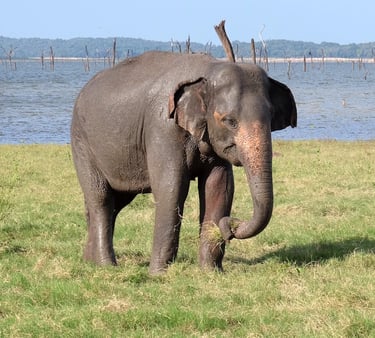 a baby elephant standing in the grass near a body of water