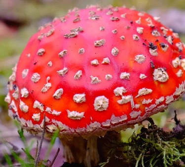 a red fairy mushroom 