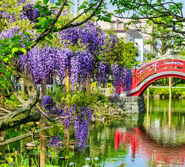 a red bridge in the kameido temple with purple flowers and a red bridge