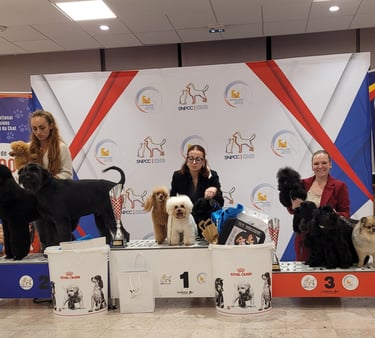 Championnat de France de toilettage 2025