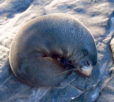 NZ fur seal sleeping on a rock