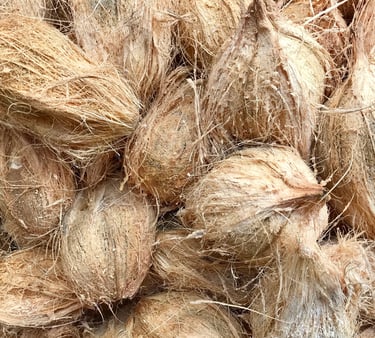 a bunch of coconut nuts are shown here