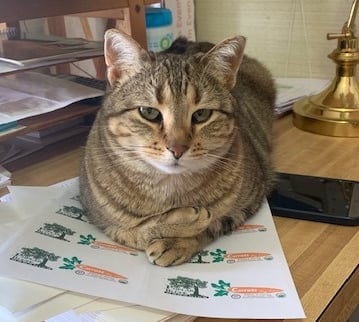 Tink the tabby cat sitting on some work on a desk in the farm office