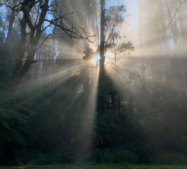 morning sun shining through the trees