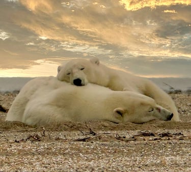 a polar bear cub sleeping ontop of mother