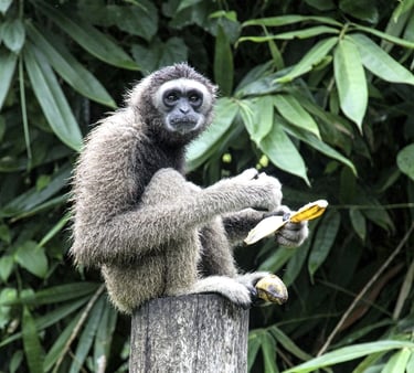 agibbon sitting on a post with a banana 