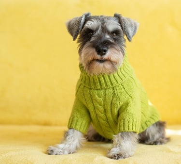 Un adorable Schnauzer miniatura con un suéter verde de punto trenzado, sentado en un sofá amarillo