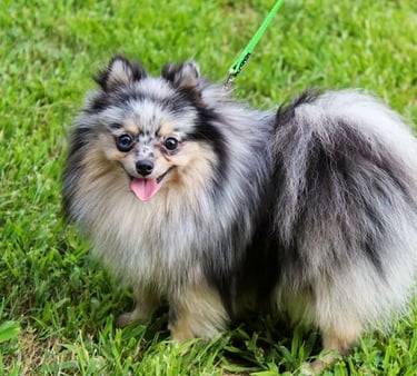 venta cachorro pomerania buenos aires