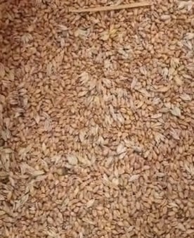 grains blé