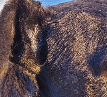 Gros plan sur reproducteur Schnauzer