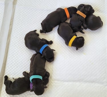 Chiots Schnauzers nains noirs
